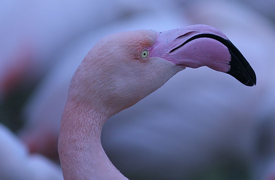 Flamingo030407