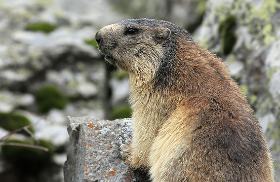 Alpenmarmot090608AJ