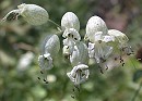 Blaassilene090603