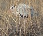 Blauwereiger010303