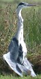 Blauwereiger020904