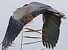 Blauwereiger061204