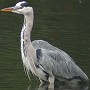 Blauwereiger090903C