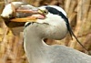 Blauwereiger101204