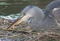 Blauwereiger150902