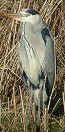 Blauwereiger170203