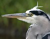 Blauwereiger230904