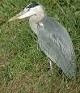 Blauwereiger241002