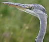 Blauwereiger280604