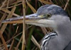 Blauwereiger291104