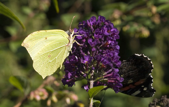 Citroenvlinder090808B