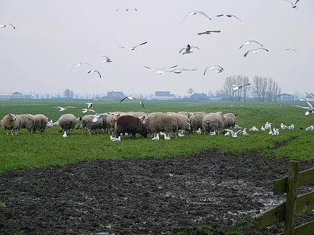 Vogels_schapen151204A