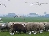 Vogels_schapen151204A