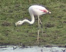 Flamingo070503A