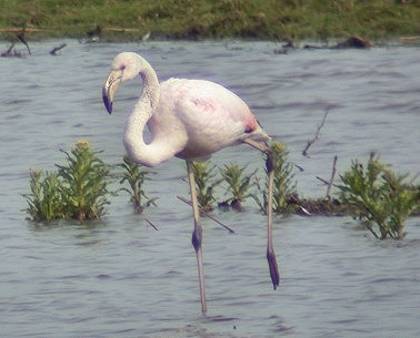 Flamingo070503C