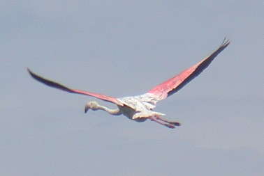 Flamingo170603C