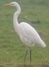 Grotezilverreiger021203