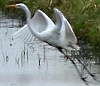 Grotezilverreiger040105