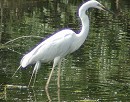 Grotezilverreiger070503