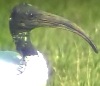 Heiligeibis280901