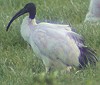 Heiligeibis_koe061003