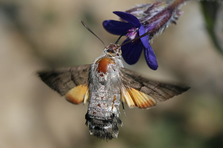 Kolibrievlinder130608C