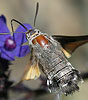 Kolibrievlinder130608
