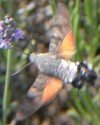 Kolibrievlinder180603
