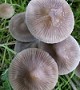 Mycena_spec121003