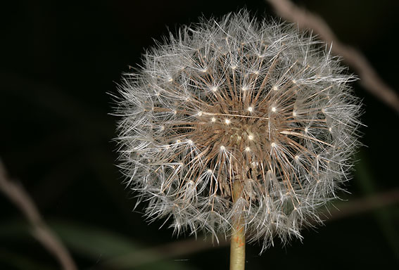 Paardenbloem070907