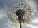 Paardenbloem090503_pluis