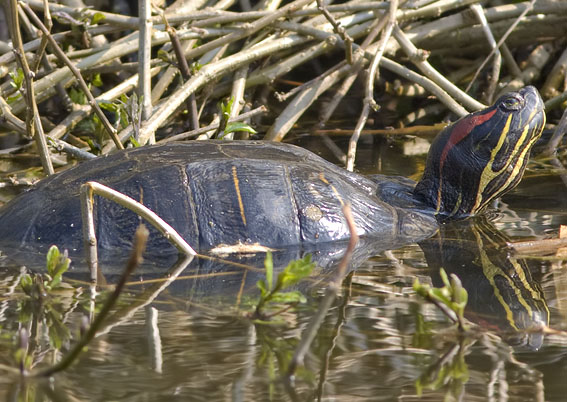 Roodwangschildpad230408