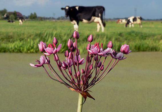 Zwanenbloem110806