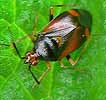 Deraeocoris_ruber050705