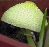 Goudgeleplooiparasol010901