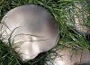 Grootsporigechampignon030904