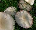 Grootsporigechampignon210806A