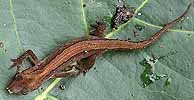 Kleinewatersalamander290705A