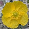 Papaveraurantiacum170604A