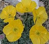 Papaveraurantiacum170604