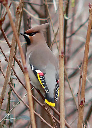 Pestvogel060106M