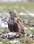 Ruigpootbuizerd250105