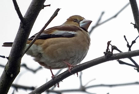 Appelvink270206