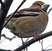 Appelvink270206