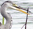 Blauwereiger080808F