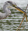 Blauwereiger080808M