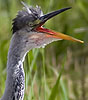 Blauwereiger080808N