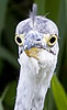 Blauwereiger080808Y