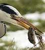 Blauwereiger090207A