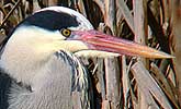 Blauwereiger130306